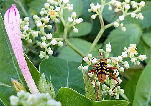 虫　名前は忘れました？