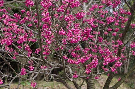 寒緋桜