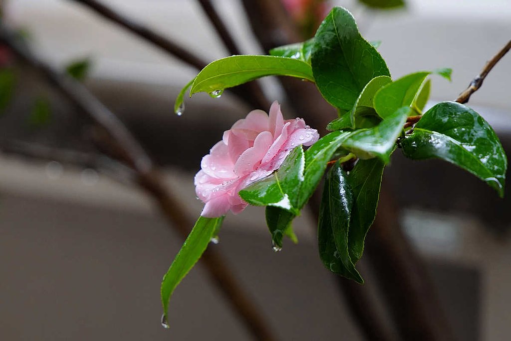 雨に濡れて