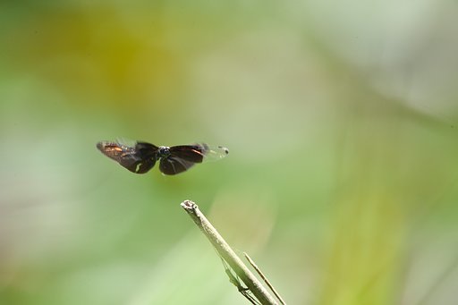 蝶蜻蛉