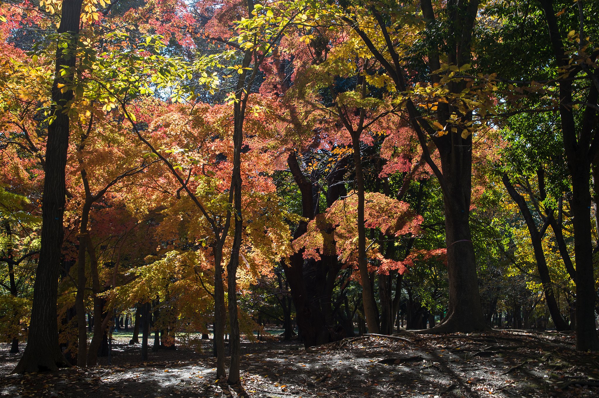 森の奥へ
