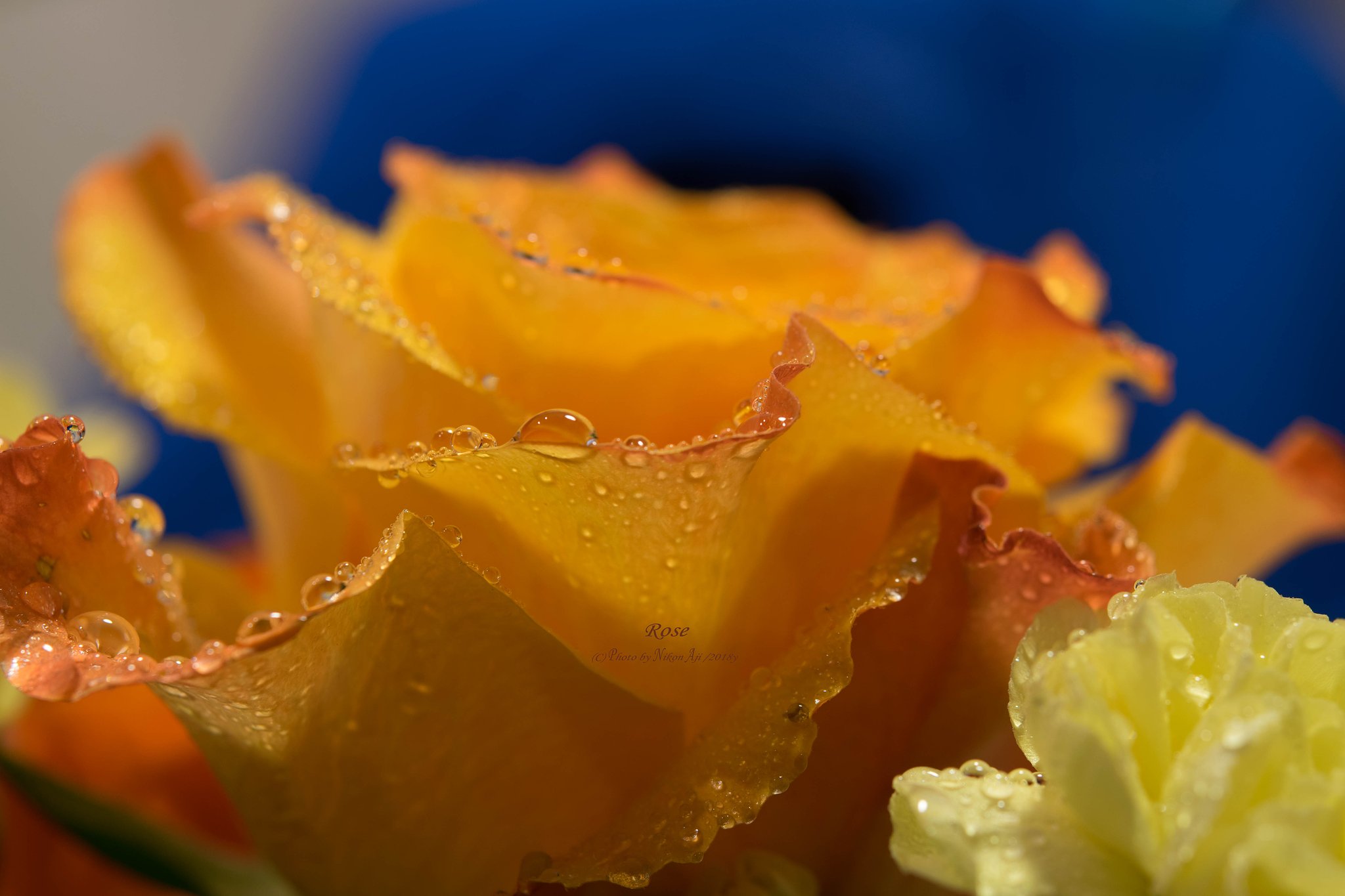 肴は綺麗な薔薇で良い