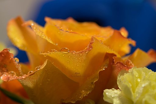 肴は綺麗な薔薇で良い