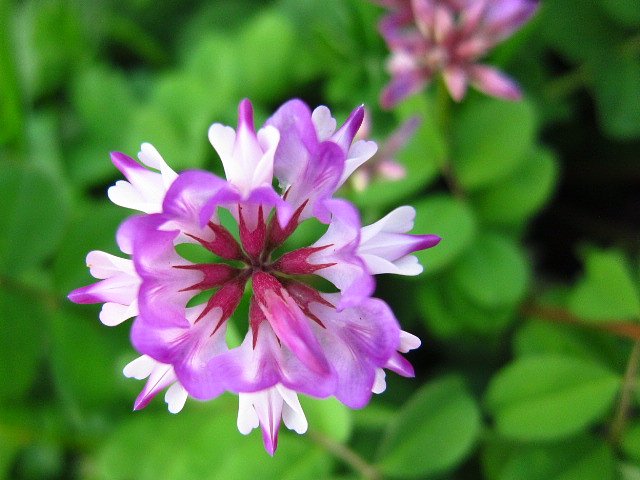 蓮華草