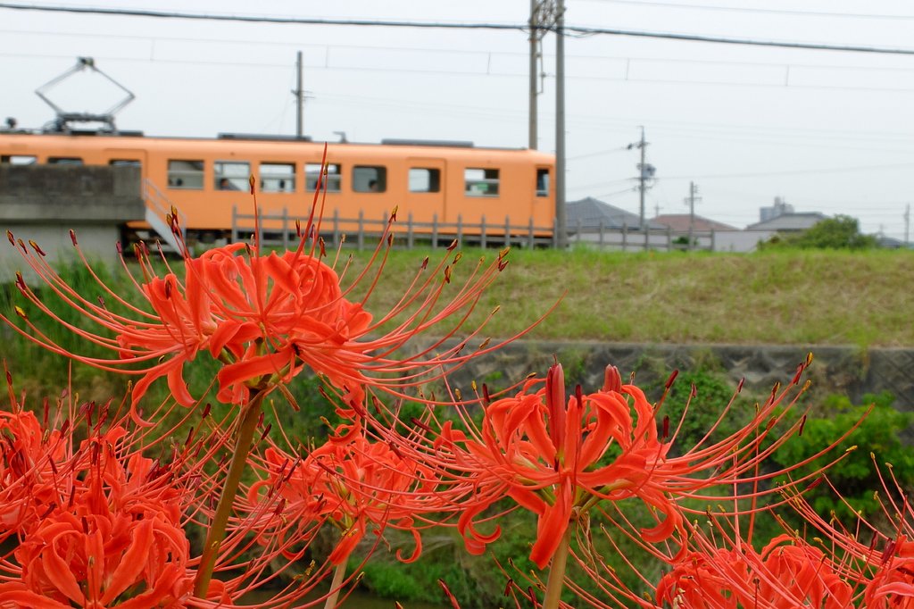 彼岸花とローカル線