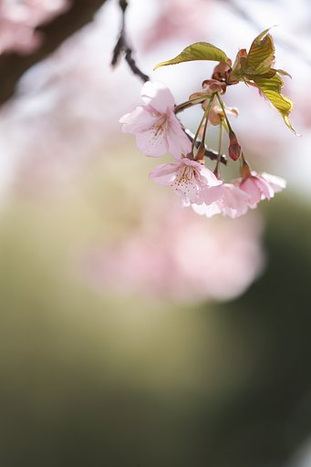 河津桜
