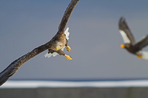 オジロワシ