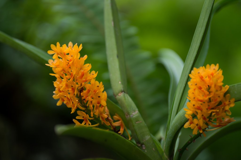 Vanda aurantiaca