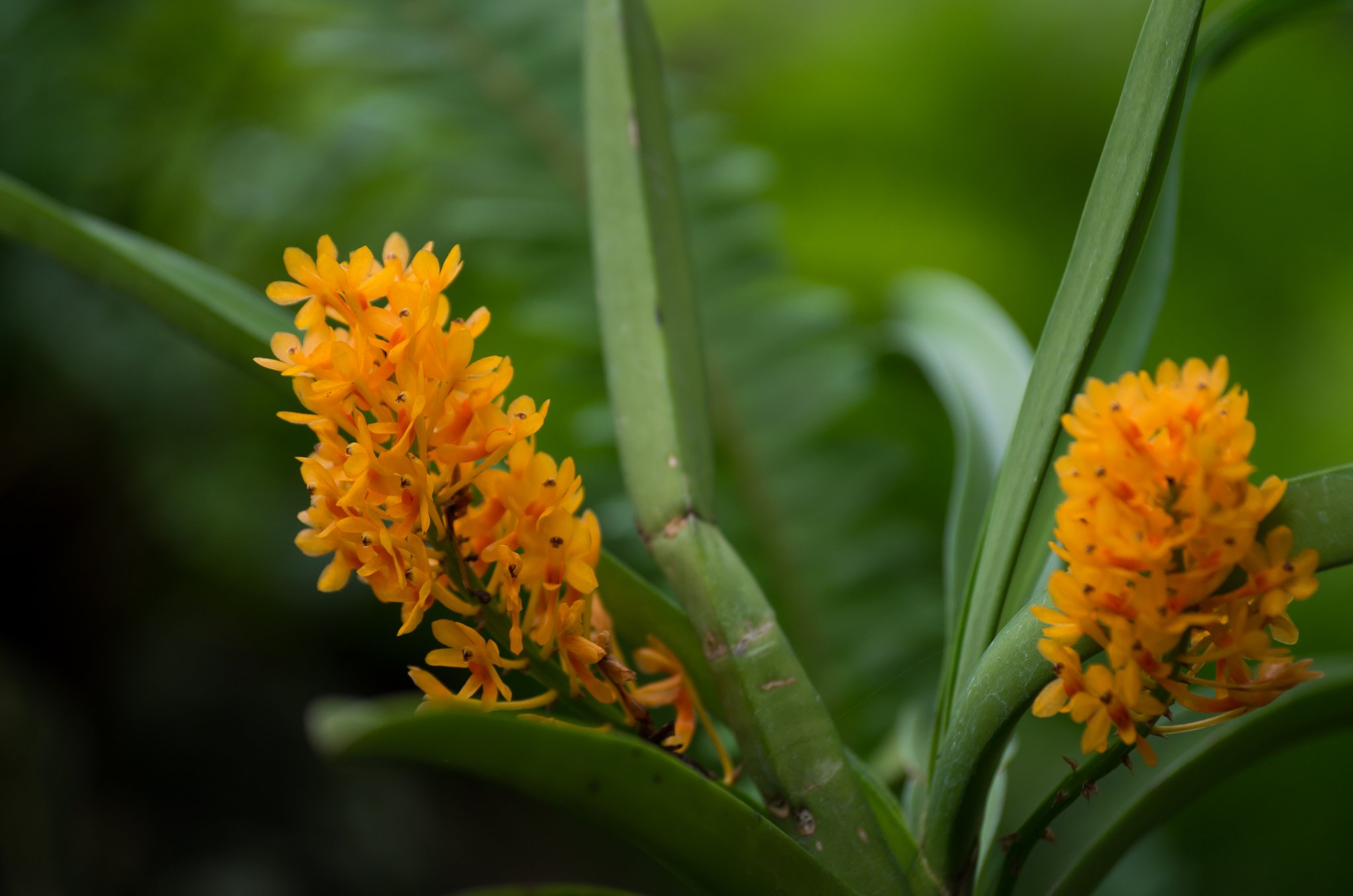 Vanda aurantiaca