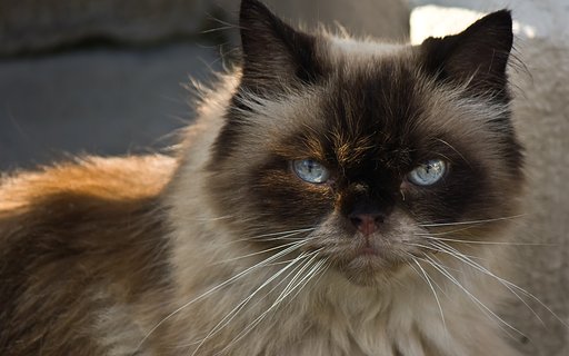 【犬とか猫とか動物たち】見つめる老長猫