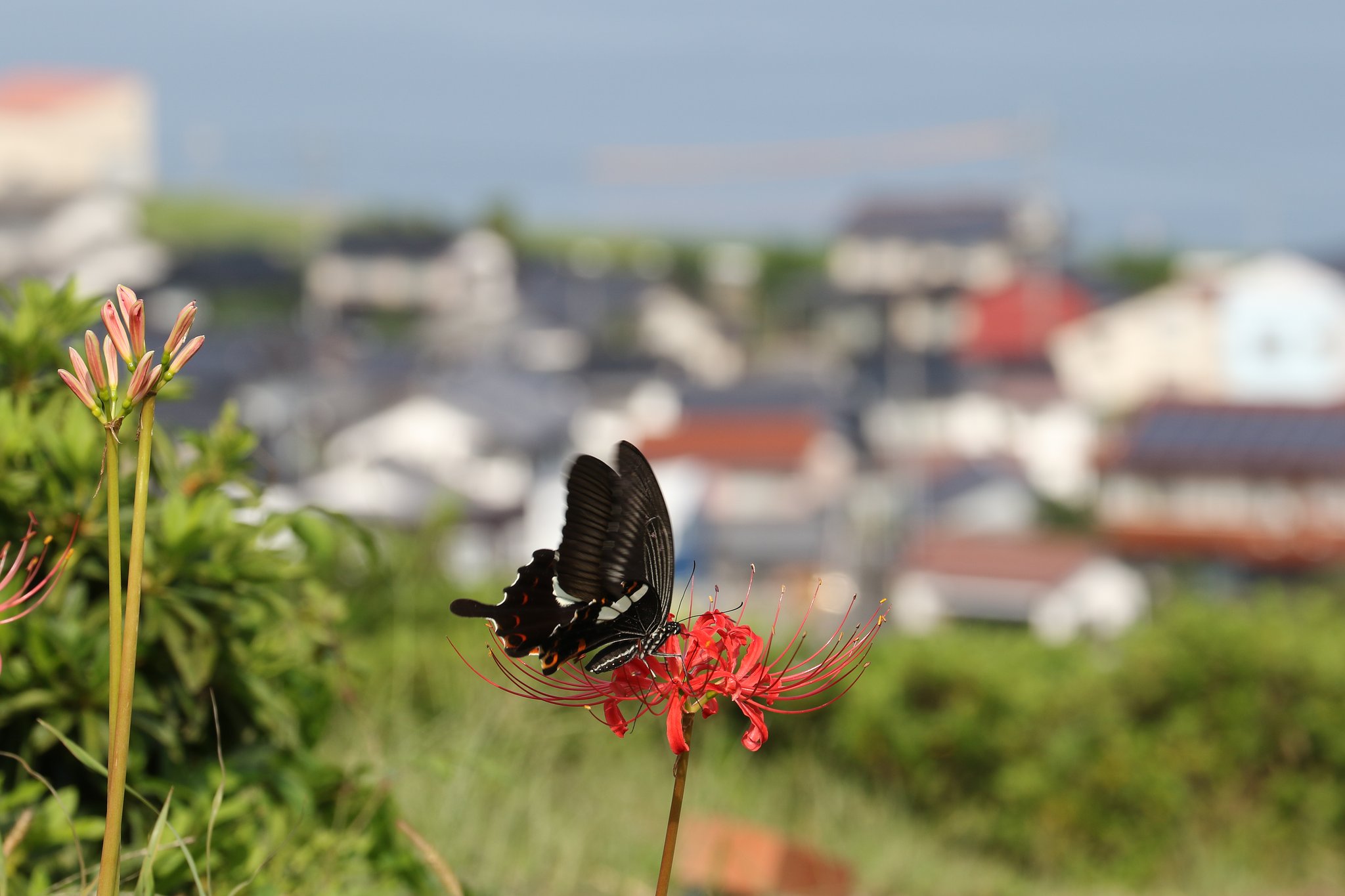 こんな背景で写してみたかった・・・