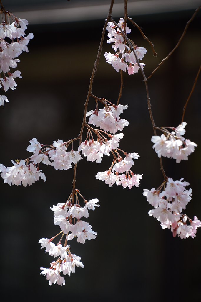しだれ桜1
