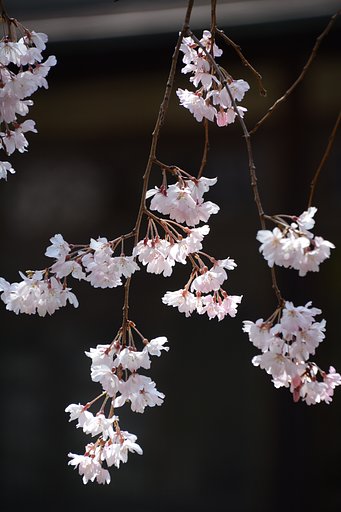 しだれ桜1