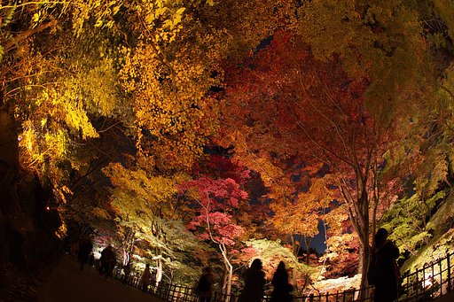 紅葉多彩　ライトアップ