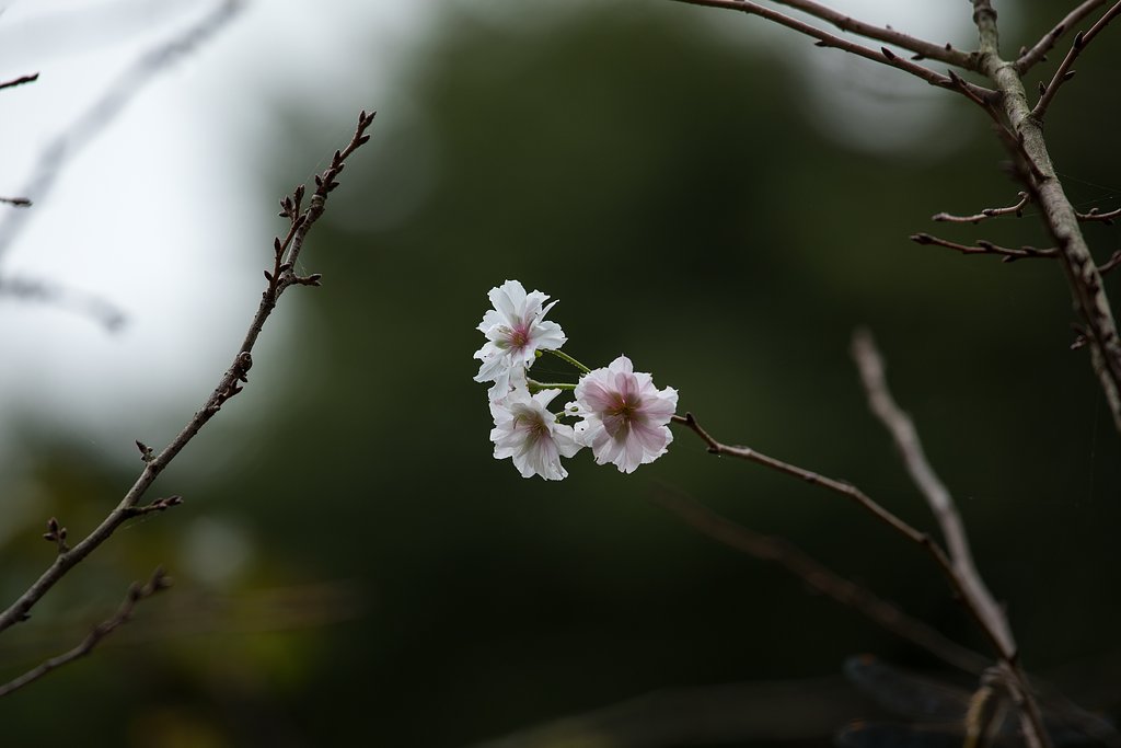 十月桜 II