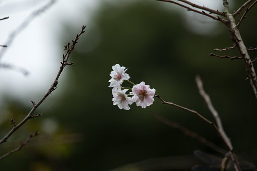 十月桜 II