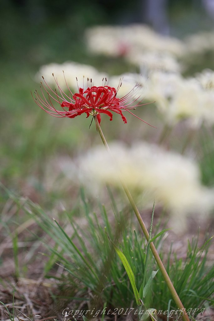 紅一点