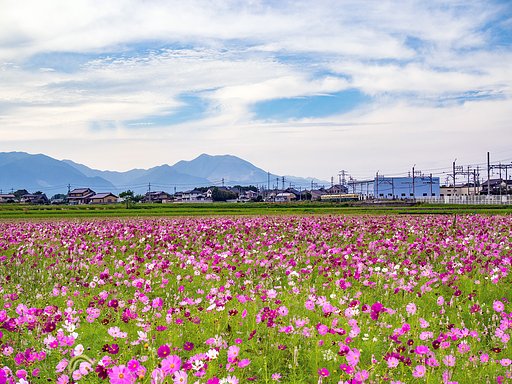 コスモス咲いてただ！
