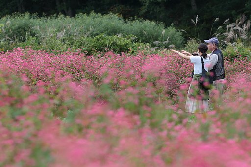 ただひたすらに今を撮る　～赤蕎麦の里はるか遠く