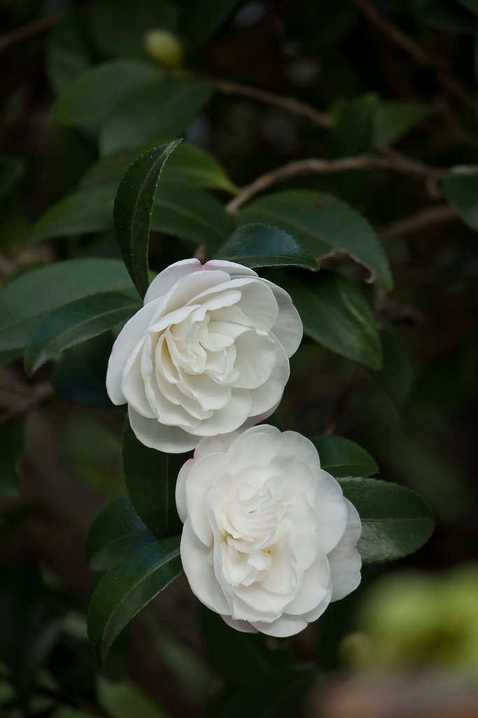 白椿、小花です。