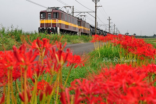彼岸花と三岐鉄道