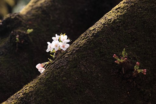 【春景】さくら