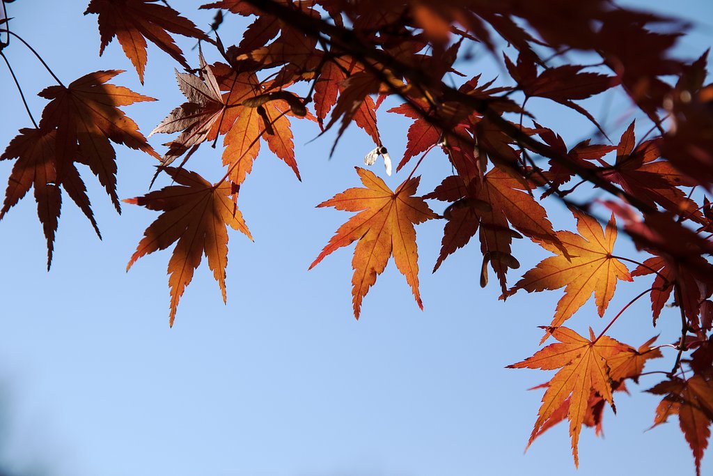 終盤の紅葉