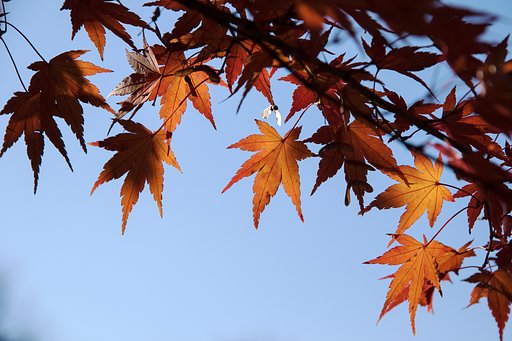 終盤の紅葉