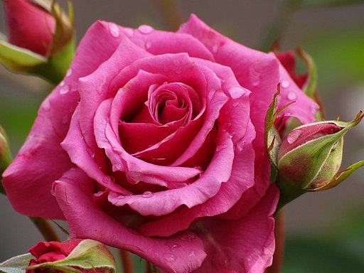 朱色の薔薇