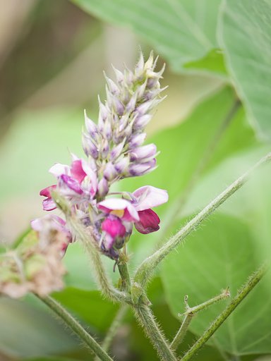 ちょうど一年前の葛の花