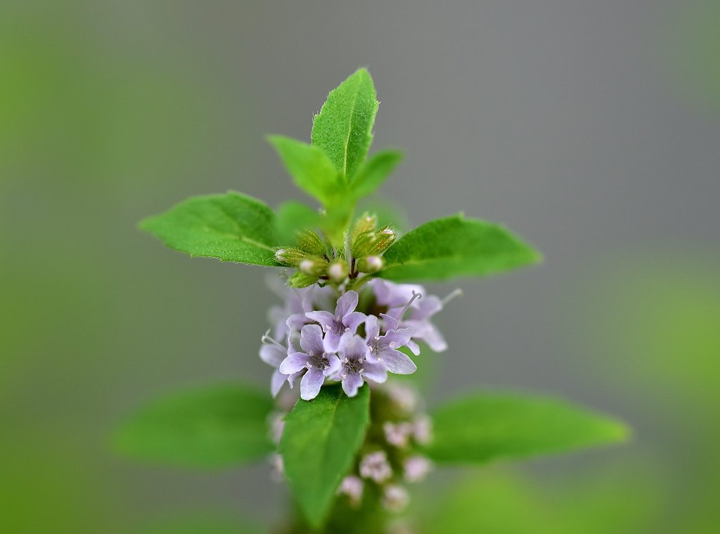 ハッカの花