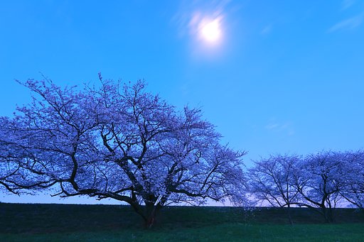 桜花に月齢 9.6