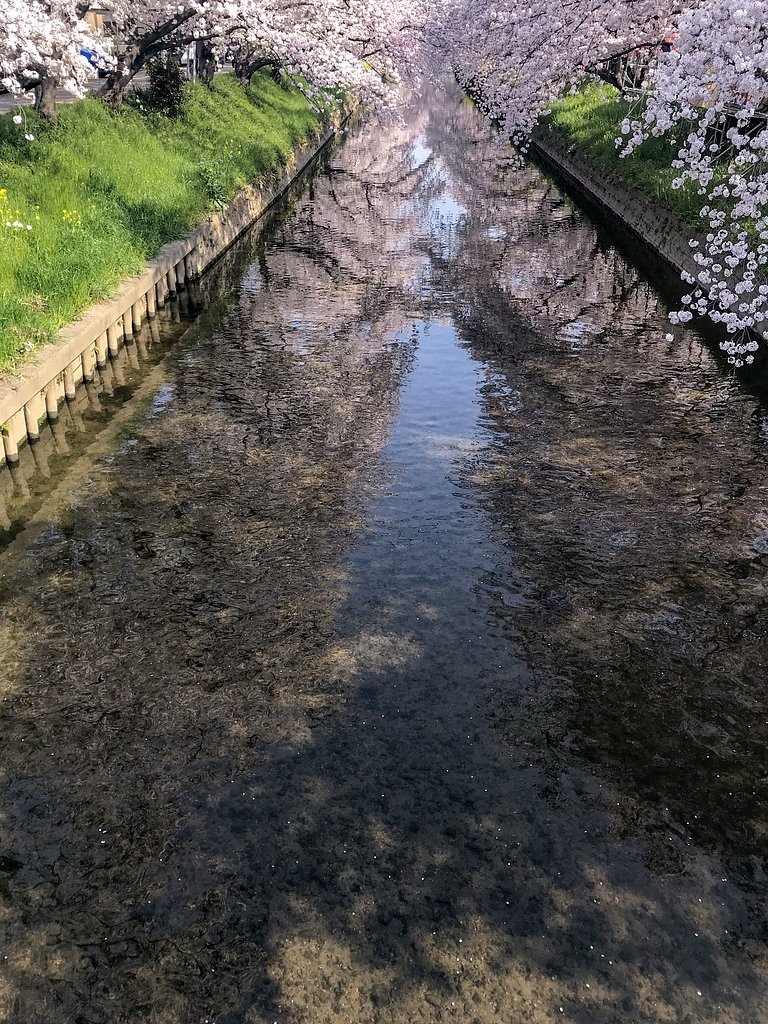 【春景】岩倉五条川桜満開
