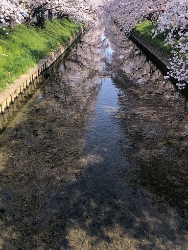【春景】岩倉五条川桜満開