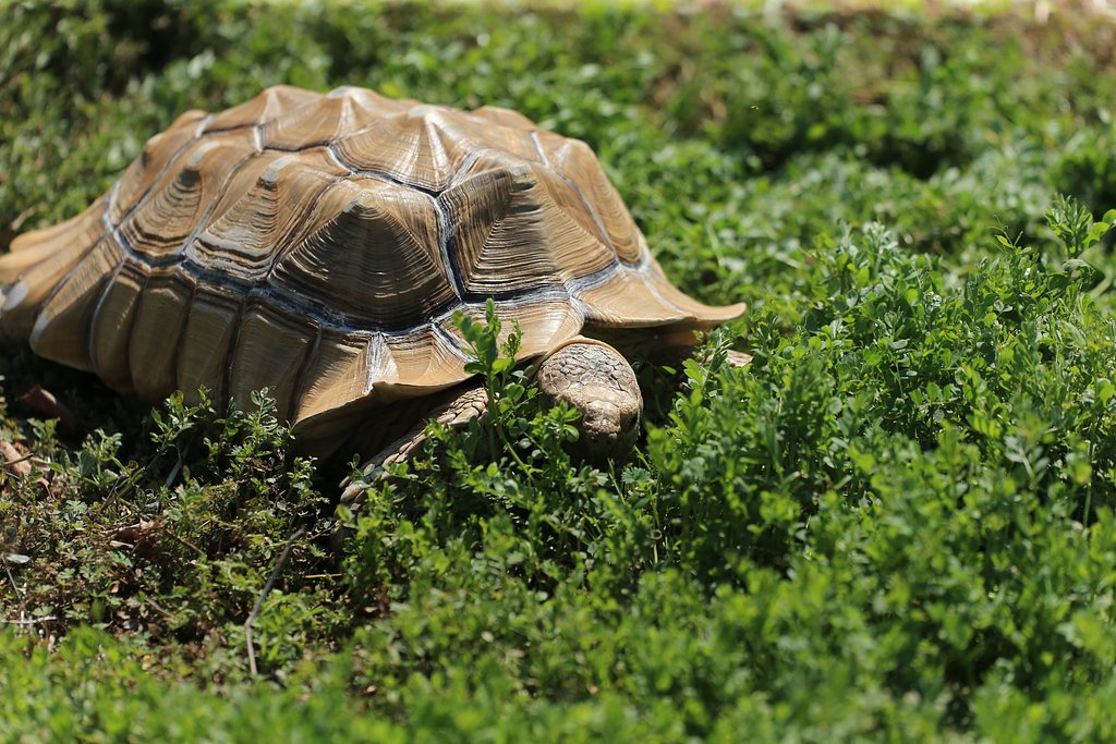 ぎょっ、公園に巨大ガメ！