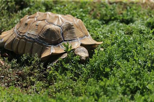 ぎょっ、公園に巨大ガメ！