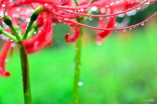 雨　曼珠沙華
