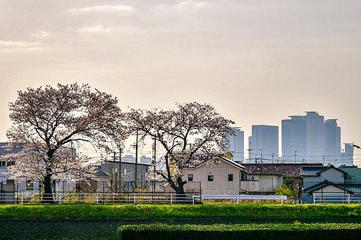 【春景】春真っ盛り