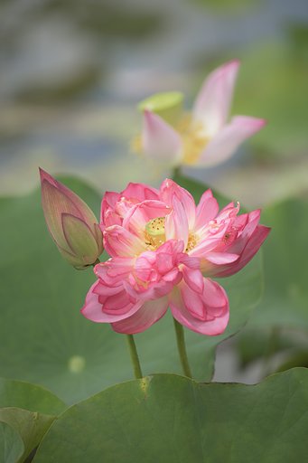 蓮が見頃？