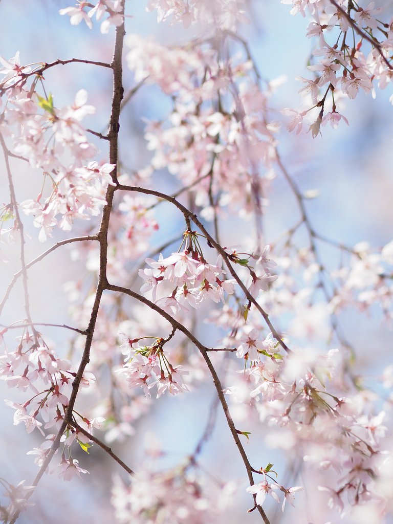 桜ミルク