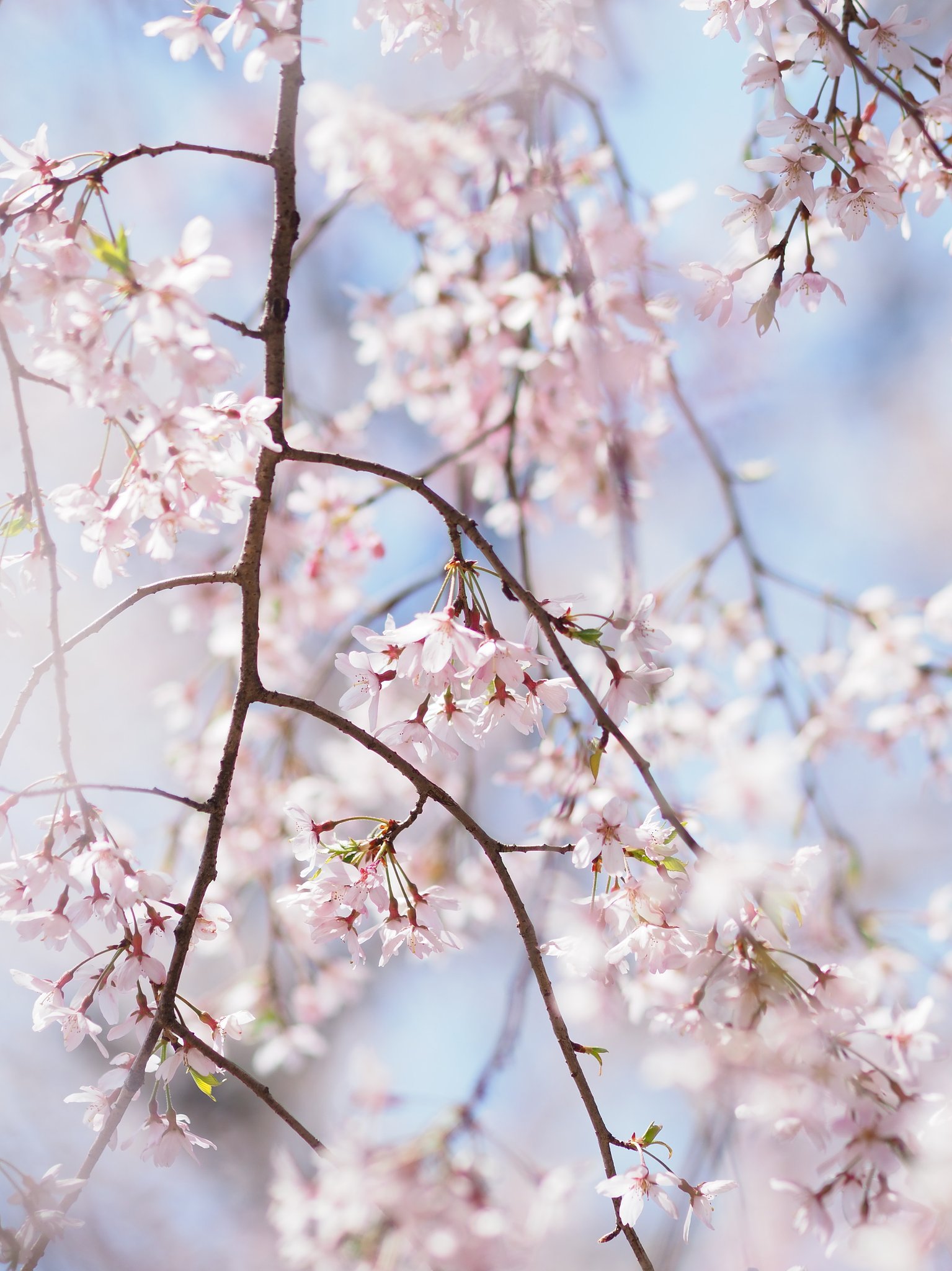桜ミルク