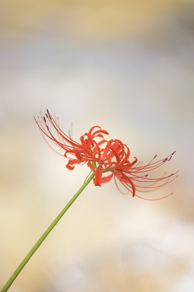 彼岸花