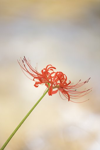 彼岸花