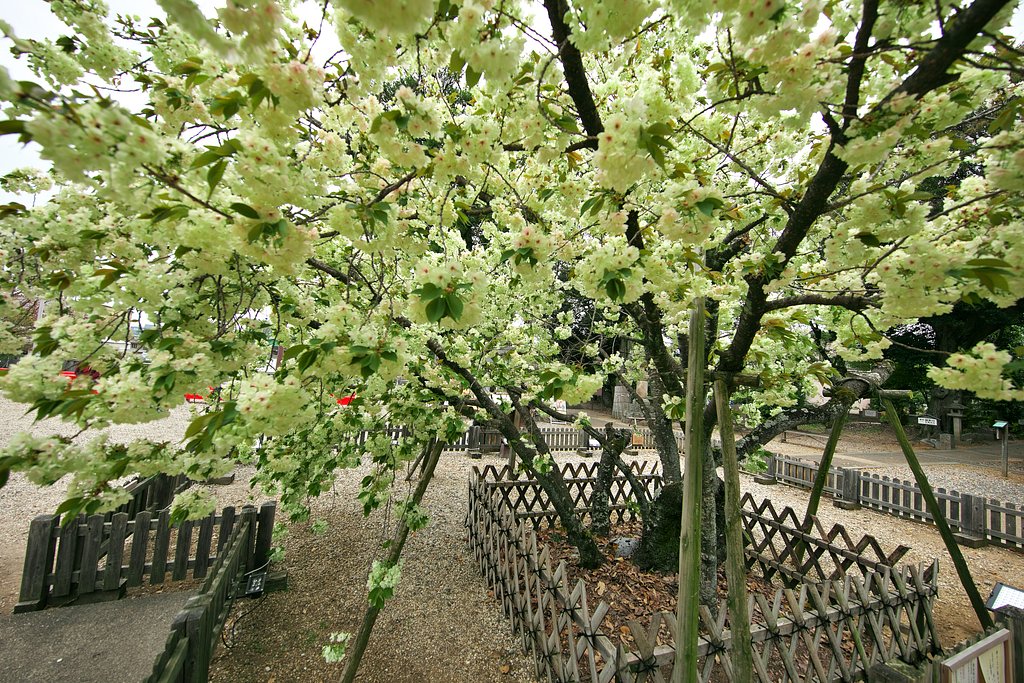 ウコン桜2