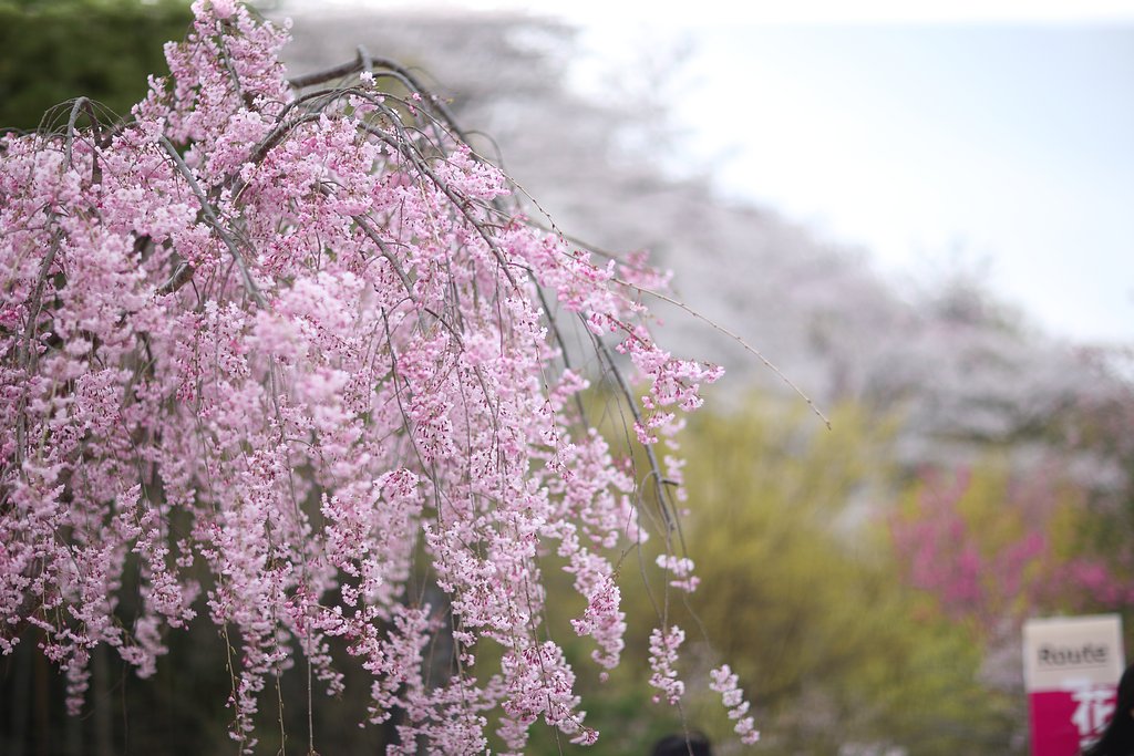 枝垂桜