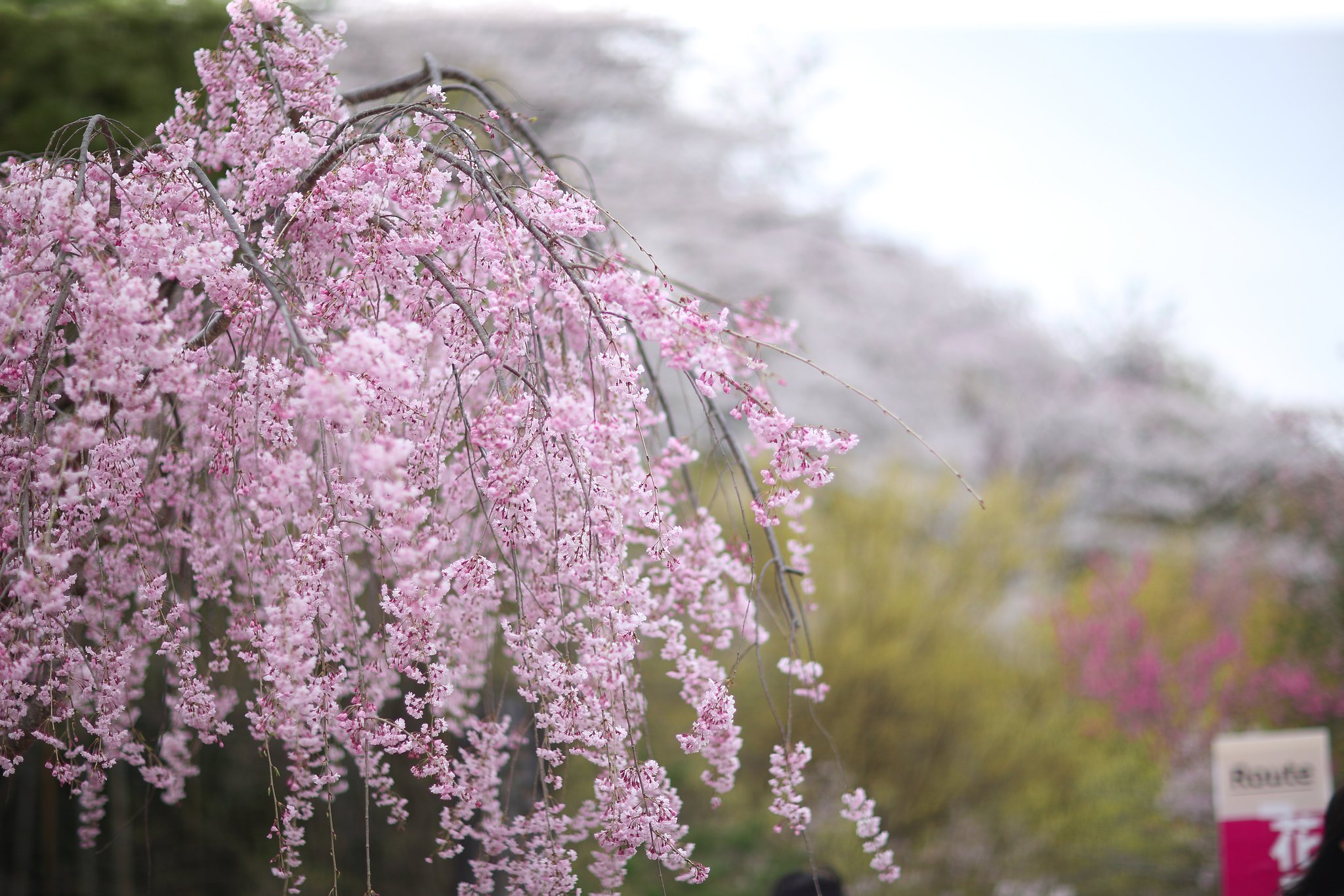 枝垂桜
