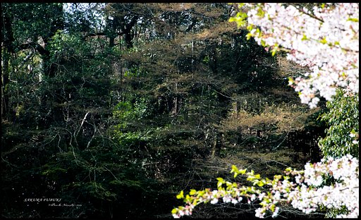 桜吹く