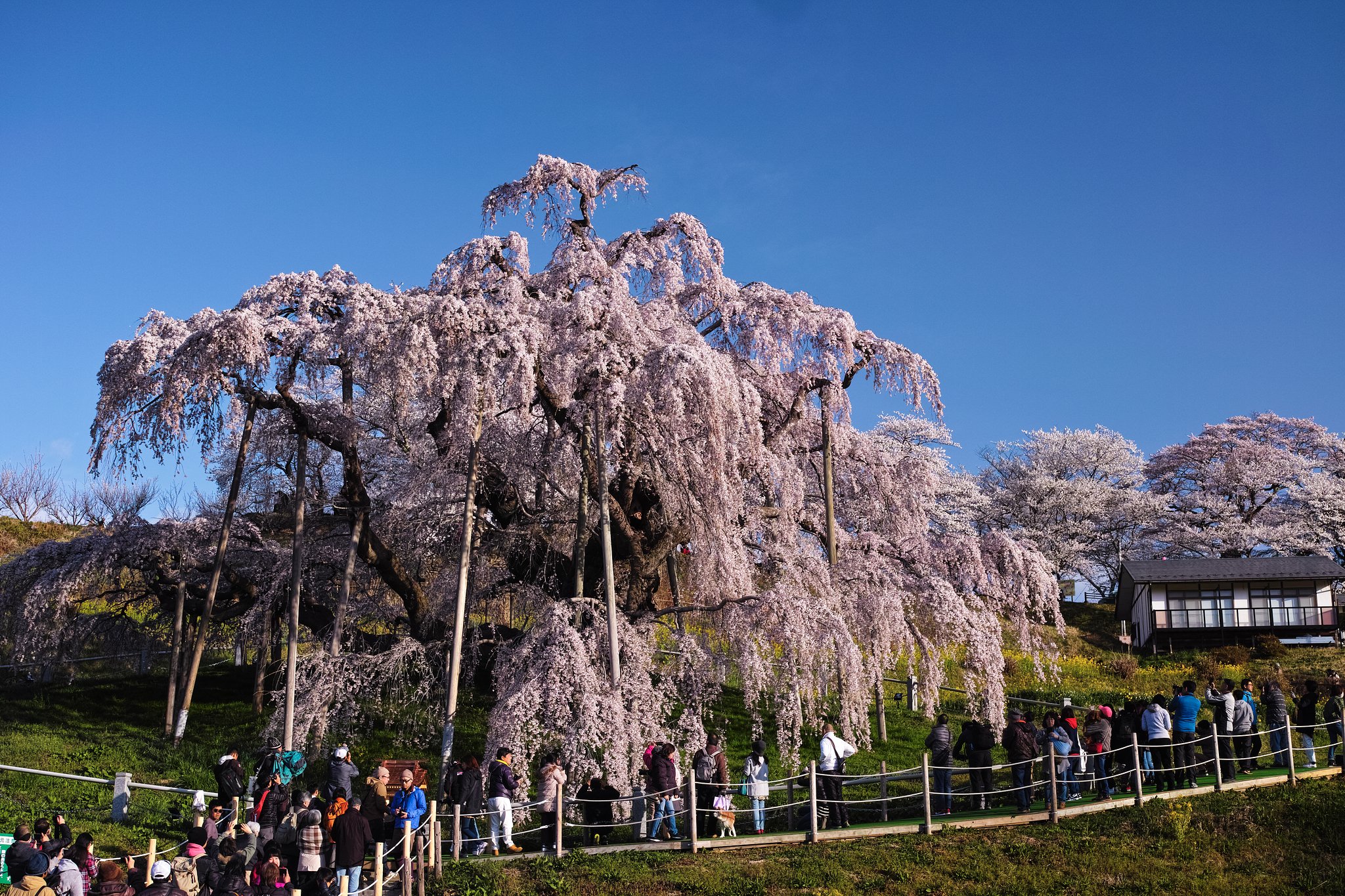 三春の滝桜2018