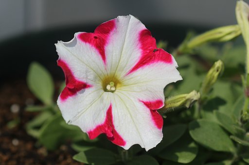 安い花　１