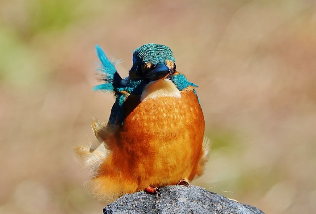 カワセミ
